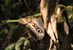 Caligo arisbe