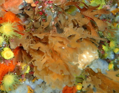 Chartella tenella