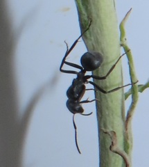 Camponotus mayri