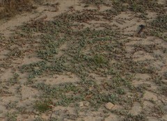 Mossia intervallaris