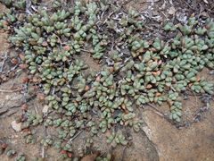 Mossia intervallaris