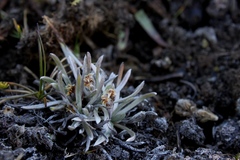 Plantago sericea