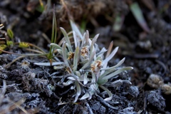 Plantago sericea
