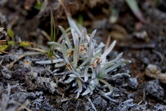 Plantago sericea