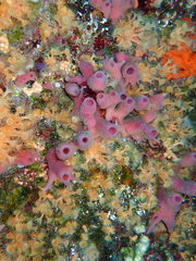 Haliclona mediterranea