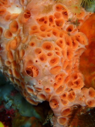 Hemimycale columella (Bowerbank, 1874)