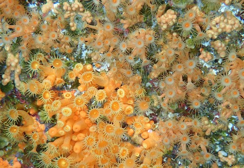 Parazoanthus axinellae (Schmidt, 1862)