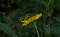 Callimormus interpunctata