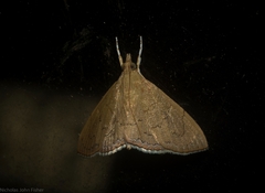 Hyalobathra crenulata