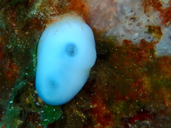 Bluish Club-Shaped Ascidian photo 5