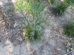 Festuca trachyphylla
