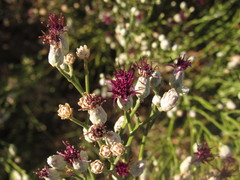 Aphyllocladus ephedroides