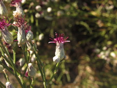Aphyllocladus ephedroides