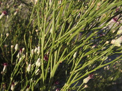 Aphyllocladus ephedroides