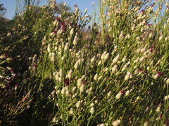 Aphyllocladus ephedroides