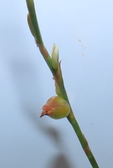 Oxygonum dregeanum