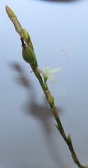 Oxygonum dregeanum