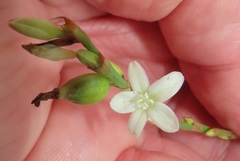 Oxygonum dregeanum