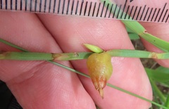 Oxygonum dregeanum