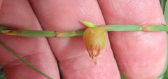 Oxygonum dregeanum