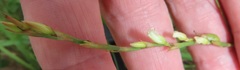 Oxygonum dregeanum