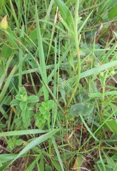 Oxygonum dregeanum