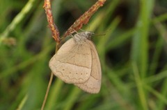 Capronnieria galesus