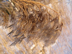 Phragmites australis
