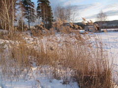 Phragmites australis