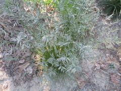 Festuca trachyphylla