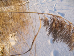 Phragmites australis