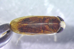 Sigara mackinacensis
