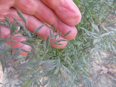 Festuca trachyphylla