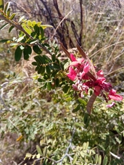 Pyranthus alasoa