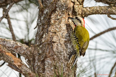 Xiphidiopicus percussus