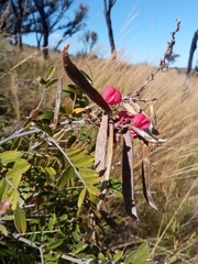 Pyranthus alasoa