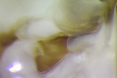 Sigara mackinacensis