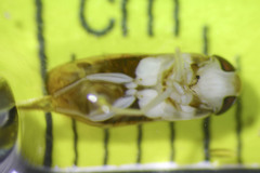 Sigara mackinacensis