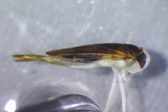 Sigara mackinacensis