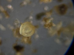Quinqueloculina