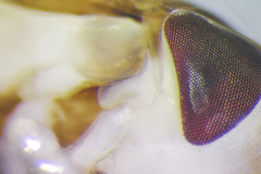 Sigara mackinacensis