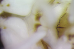 Sigara mackinacensis