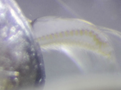 Sigara mackinacensis