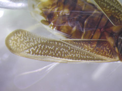 Sigara mackinacensis