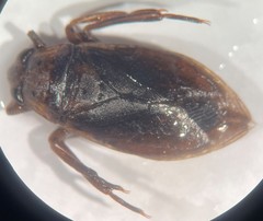 Belostoma bakeri