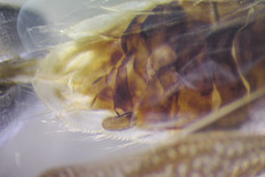 Sigara mackinacensis