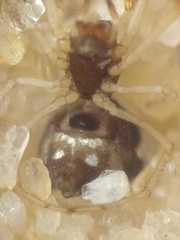 Argyrodes argentatus