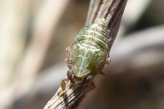 Issus coleoptratus