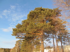 Pinus sylvestris