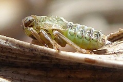 Issus coleoptratus